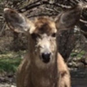 Meet your Posher, Brigit